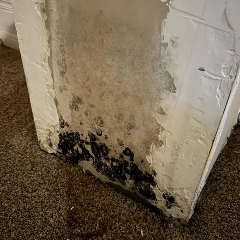 Professional Mold Removal in Marmet, WV